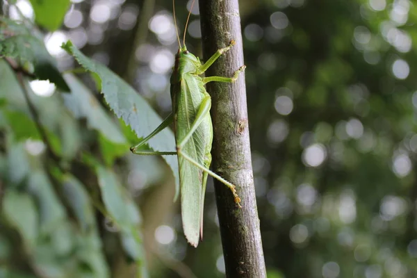 Grasshopper Branch — Stock Photo, Image