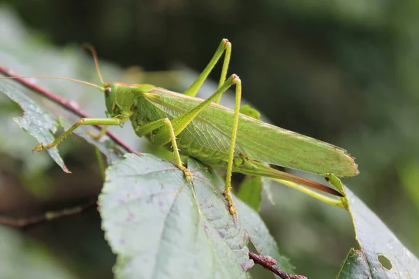 Grasshopper Leaf — Stock Photo, Image