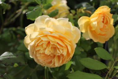 Bahçedeki sarı gül