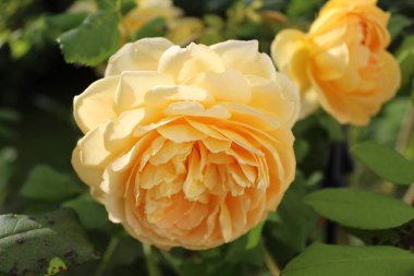 Bahçedeki sarı gül