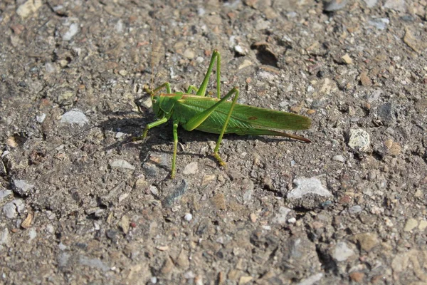 Grasshopper Nature — Stock Photo, Image