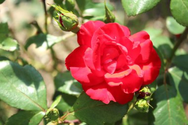 Bahçedeki sarı gül