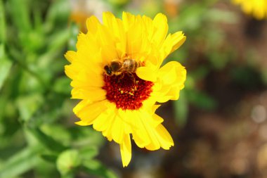 sarı çiçek ve bir arı