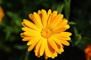 kadife çiçeği Bahçe