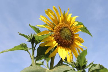 Bahçede güzel bir ayçiçeği