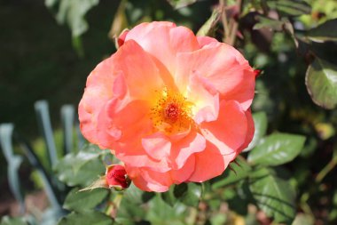 Bahçede tomurcukları olan pembe bir gül