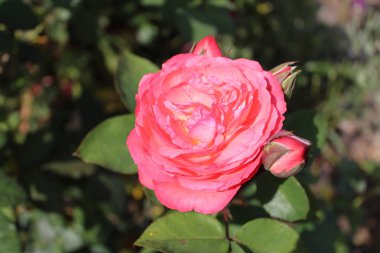 Bahçedeki pembe gül