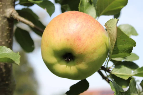 Pommes Mûres Sur Pommier — Photo