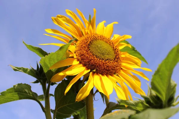 Girasol Frente Cielo Azul — Foto de Stock