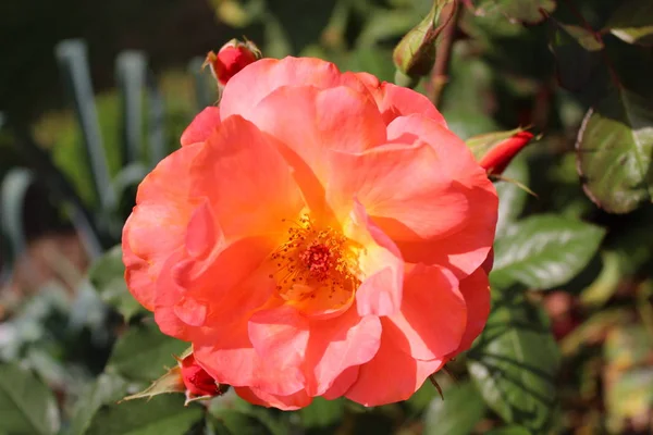 stock image pink rose in the garden