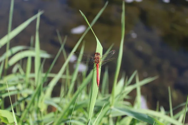 Beautiful Red Dragonfly — Stock Photo, Image