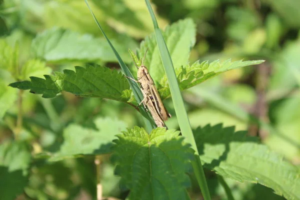 Sauterelle Sur Herbe Ortie Puante — Photo