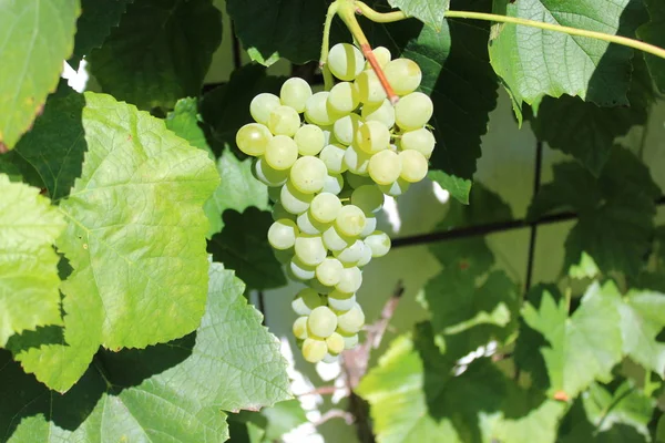 Grapes Garden — Stock Photo, Image