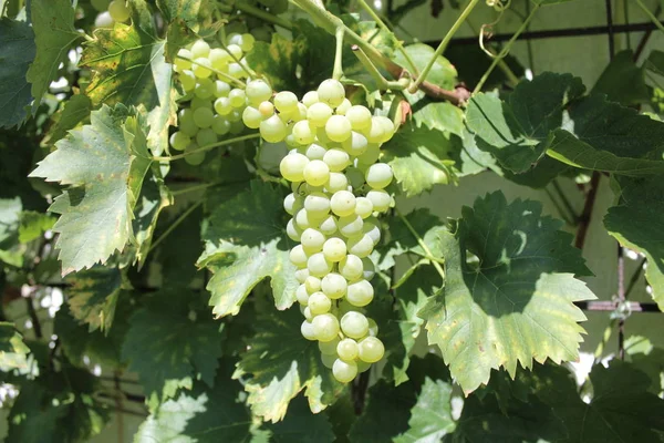 Grapes Garden — Stock Photo, Image