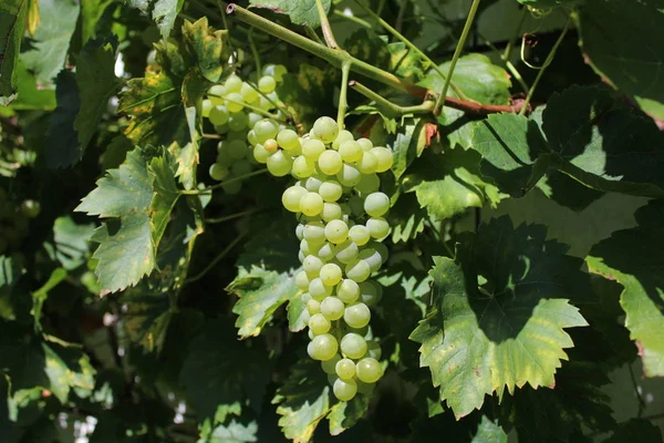 Grapes Garden — Stock Photo, Image