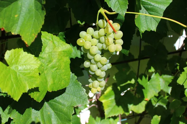 Grapes Garden — Stock Photo, Image