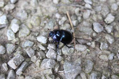 Taş zeminde gübre böceği