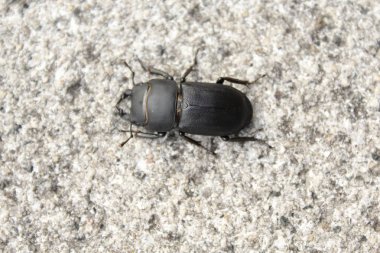 taş bir kat daha az geyik böceği