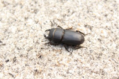 Yalnız bir katta daha az geyik böceği