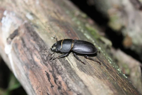 Hirschkäfer Auf Holzboden — Stockfoto