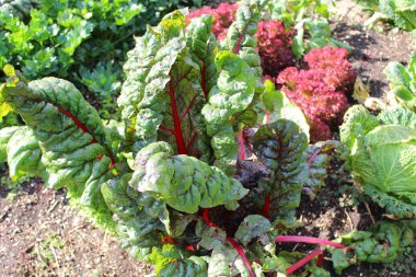 Bahçede bir pazı tarlası