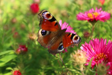 Bir tavus kuşu kelebeği.