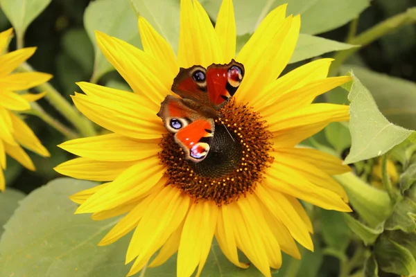 Mariposa Del Pavo Real Girasol — Foto de Stock