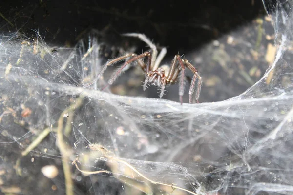 Dust Spider Spiderweb — Stock Photo, Image