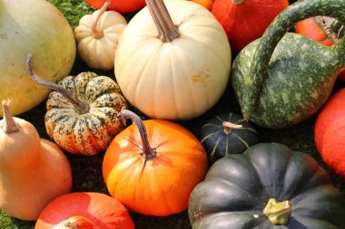 Bahçede bir sürü farklı bal kabağı