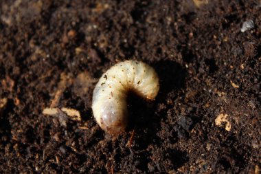 Rose chafer larva kompost yığını içinde