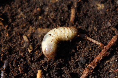 Rose chafer larva kompost yığını içinde