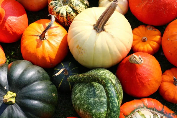 Muchas Calabazas Diferentes Otoño —  Fotos de Stock