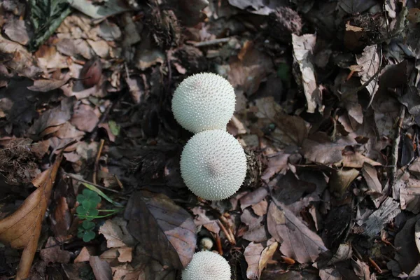 Gemeinsamer Puffball Wald — Stockfoto