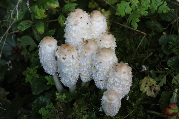 lawyer's wig  in the forest