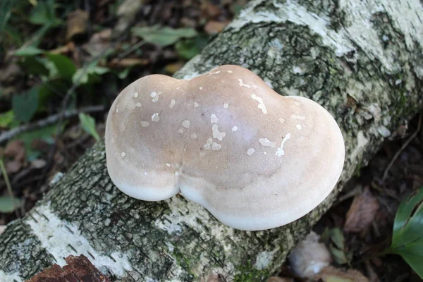 Birkenklammer Wald — Stockfoto