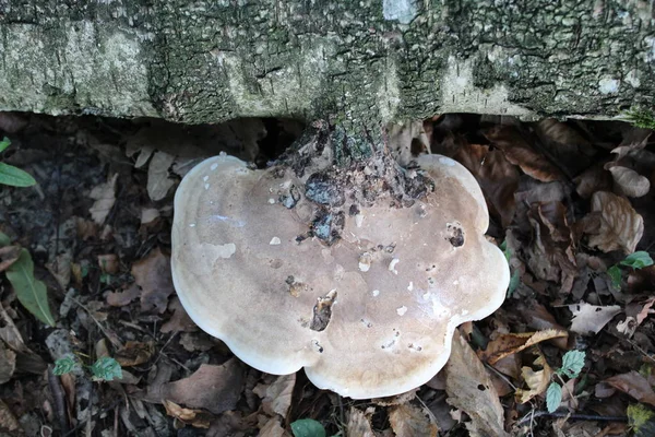 Support Bouleau Dans Forêt — Photo