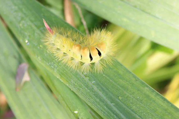 Blek Tussock Larv Naturen — Stockfoto