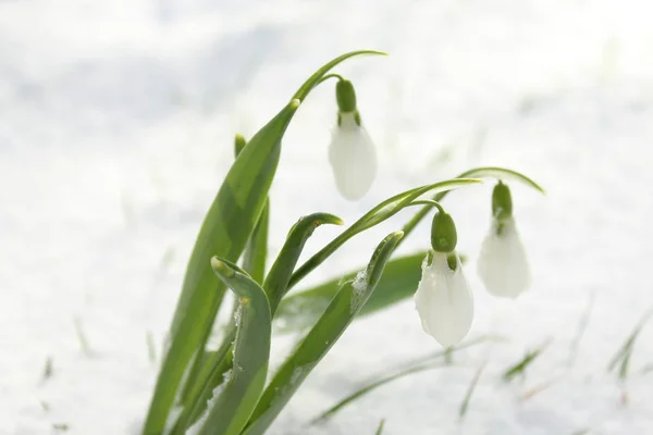 Schneeglöckchen Schnee — Stockfoto