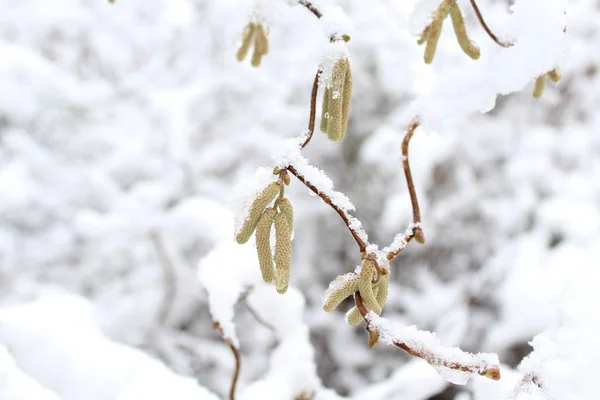 Salgueiro Inverno — Fotografia de Stock