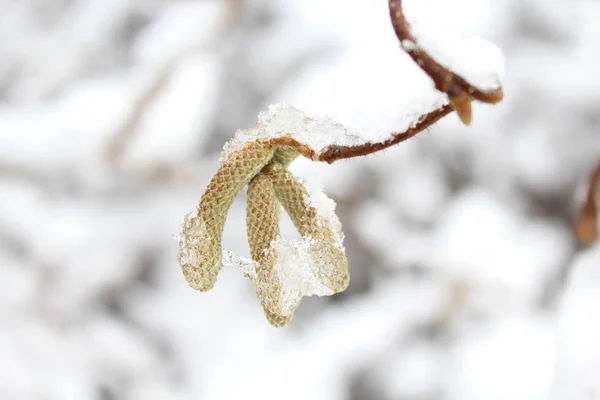 Salgueiro Com Neve Inverno — Fotografia de Stock