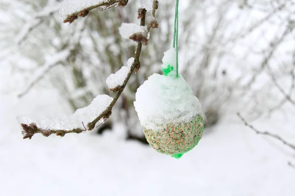 bird fat ball with snow