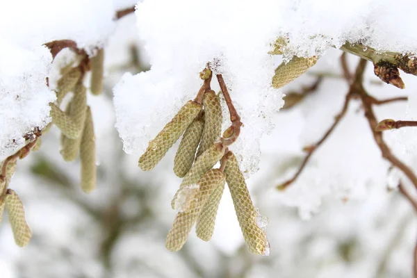 Pilträd Med Snö Vintern — Stockfoto