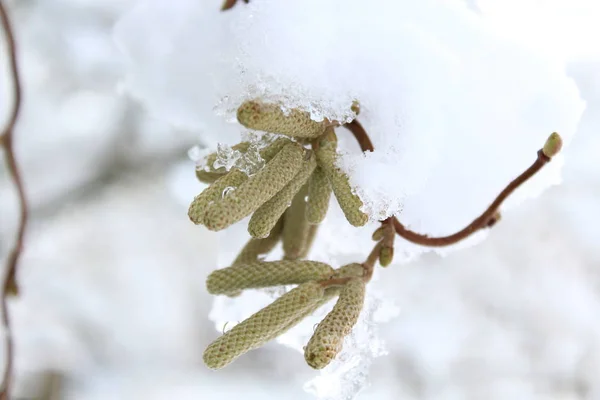 Wilg Met Sneeuw Winter — Stockfoto