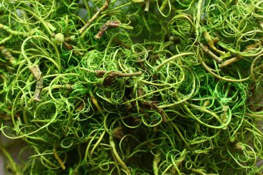 arka plan ile yeşil dekorasyon malzemesi