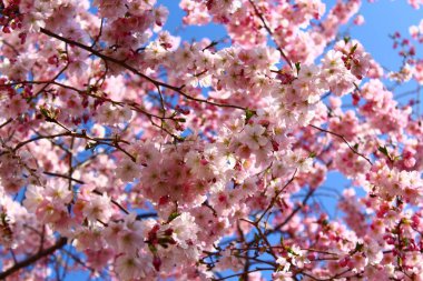 İlkbaharda pembe çiçekler açar