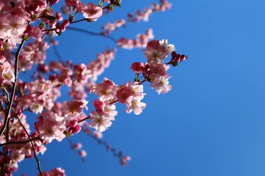 İlkbaharda pembe çiçekler açar