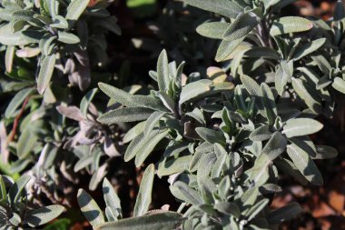 Bahçedeki adaçayı