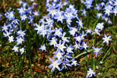 Karların ihtişamı