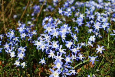 Karların ihtişamı