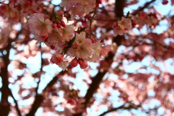 Rosafarbene Blüten Frühling — Stockfoto